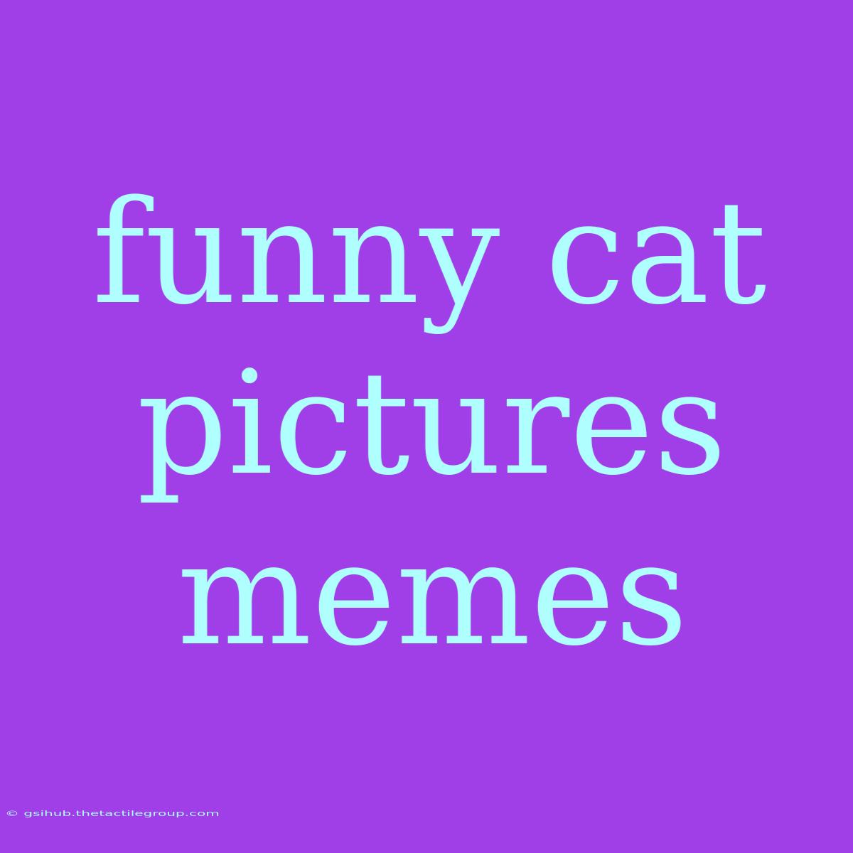 Funny Cat Pictures Memes