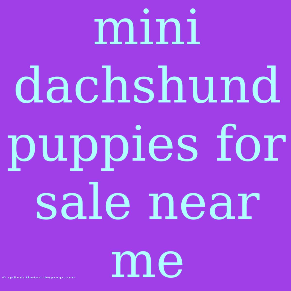 Mini Dachshund Puppies For Sale Near Me